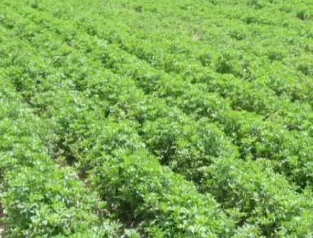 فروش جعفری تازه