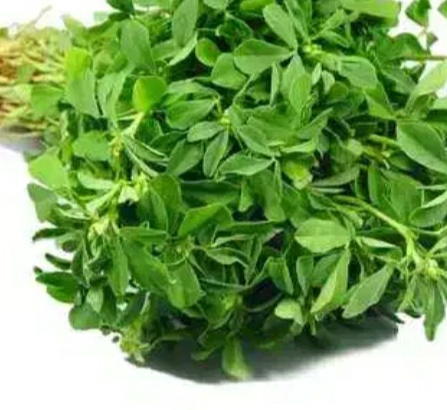 فروش شنبلیله