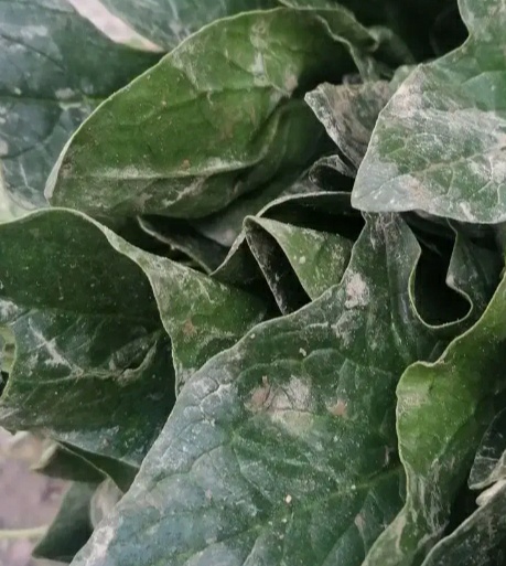 فروش اسفناج