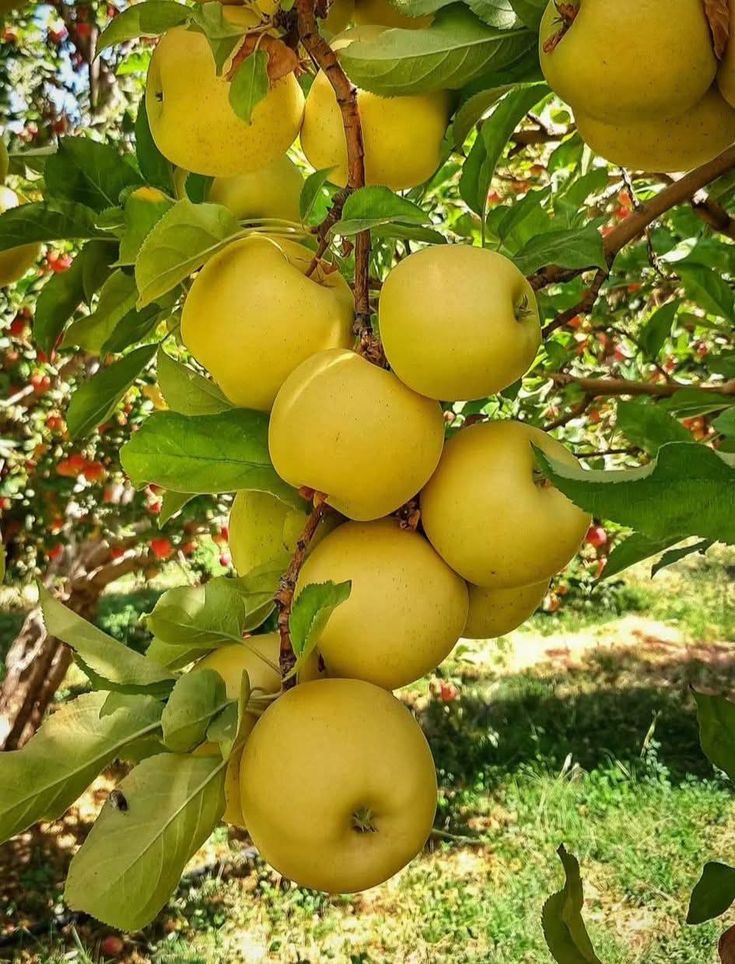 فروش نهال سیب زرد