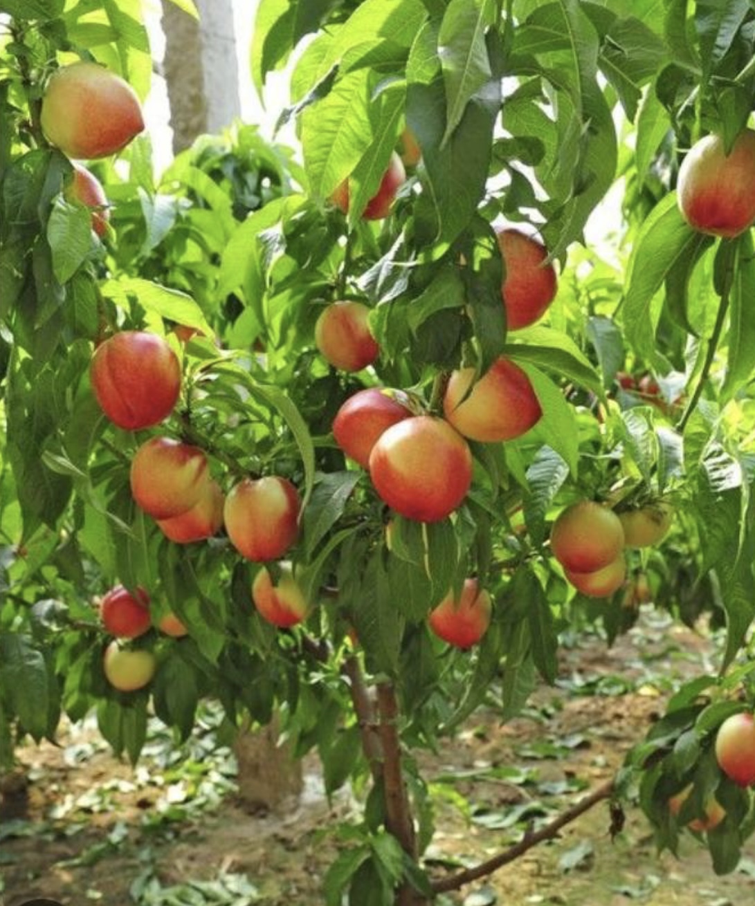 فروش نهال شلیل