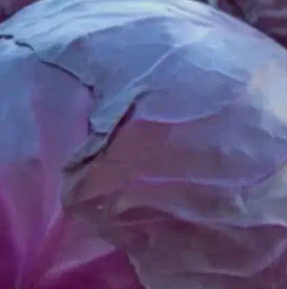 فروش کلم برگی بنفش