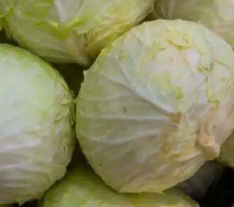 فروش کلم برگی سفید