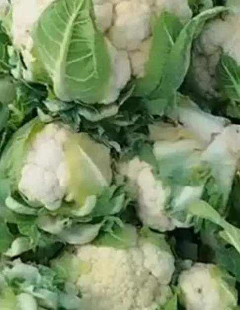 فروش گل کلم