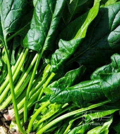 فروش اسفناج