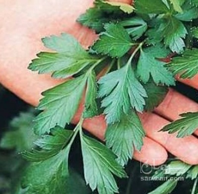 فروش جعفری تازه