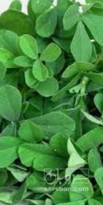 فروش شنبلیله