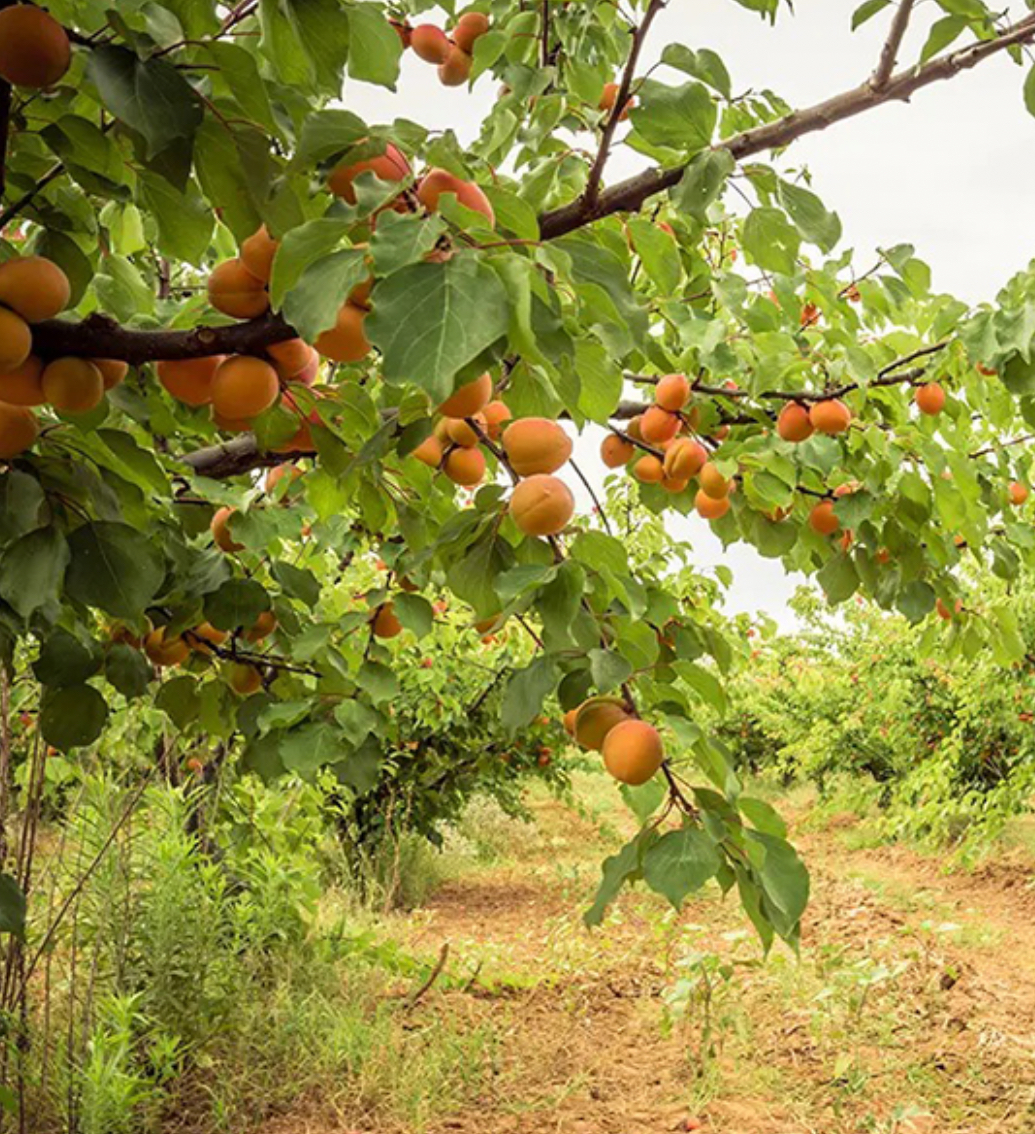 فروش نهال زردآلو