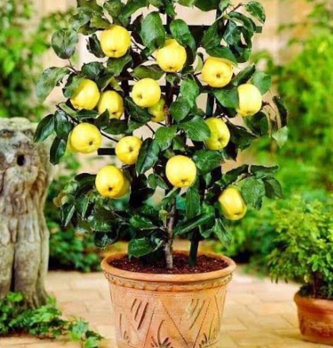 فروش نهال سیب زرد