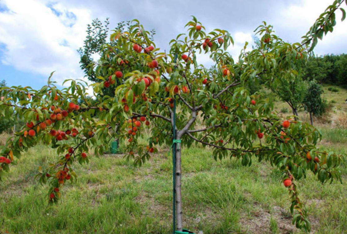 فروش نهال هلوسرخ و سفید