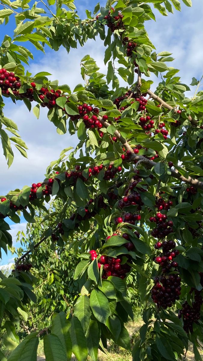 فروش نهال آلبالو پیشرفت