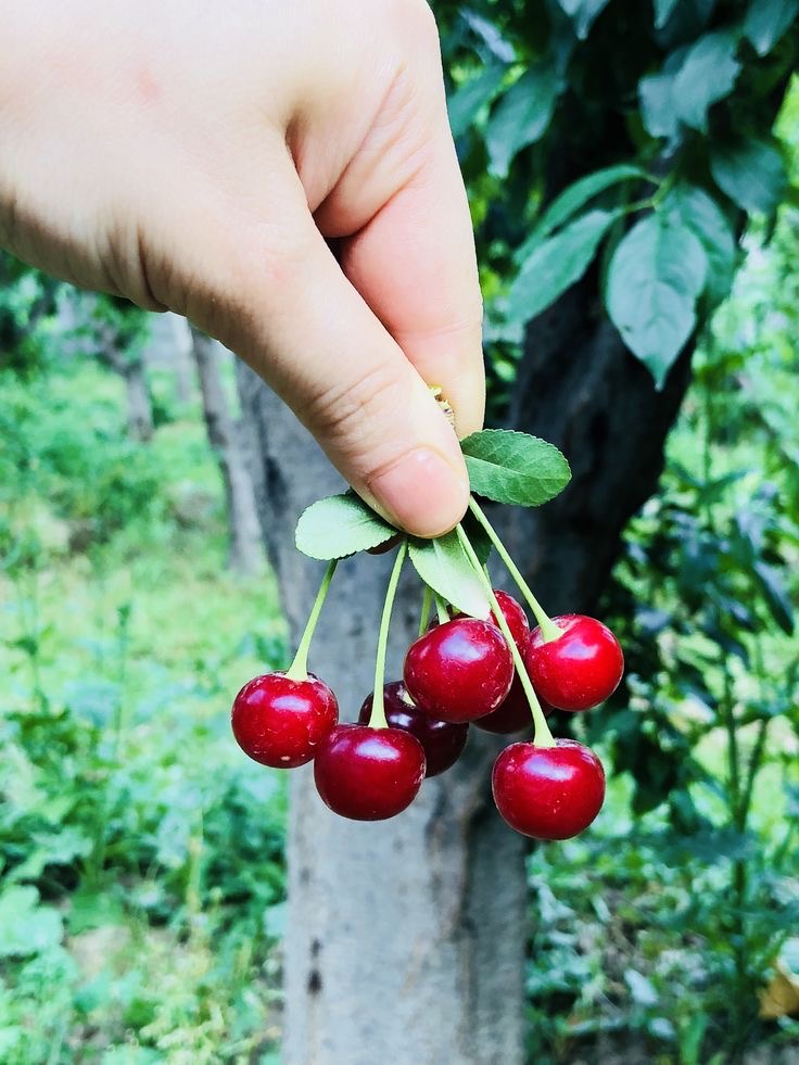 فروش آلبالو