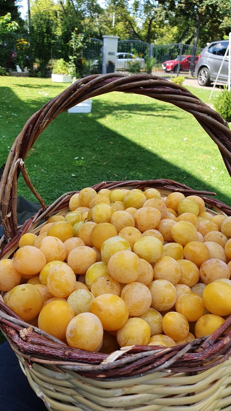 فروش آلو زرد