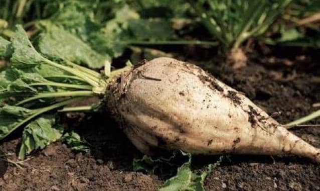 فروش چغندر قند