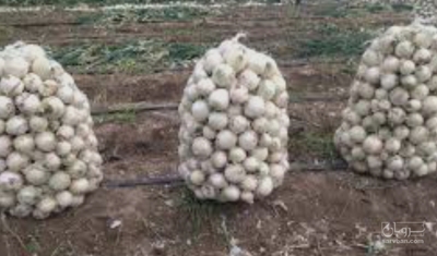 فروش پیازسفید