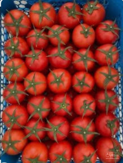 فروش گوجه فرنگی