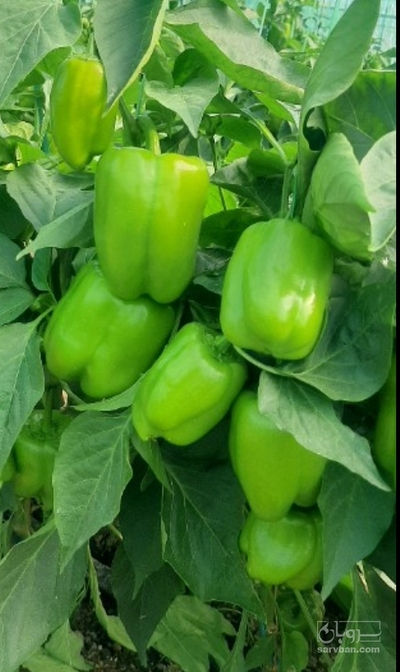 فروش فلفل دلمه ای