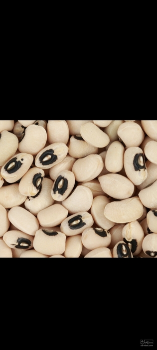 فروش لوبیا چشم بلبلی