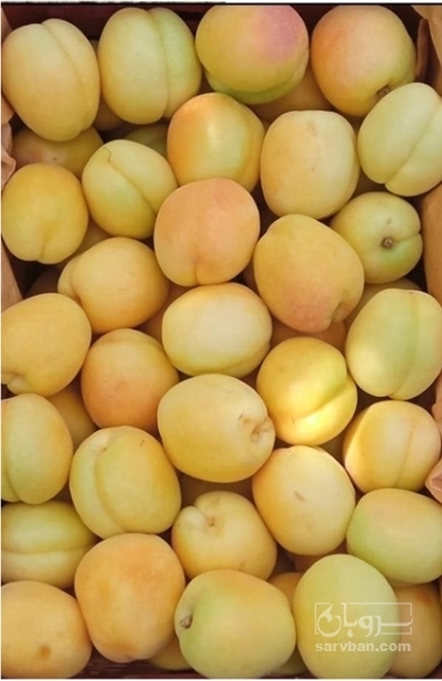 فروش زردآلو