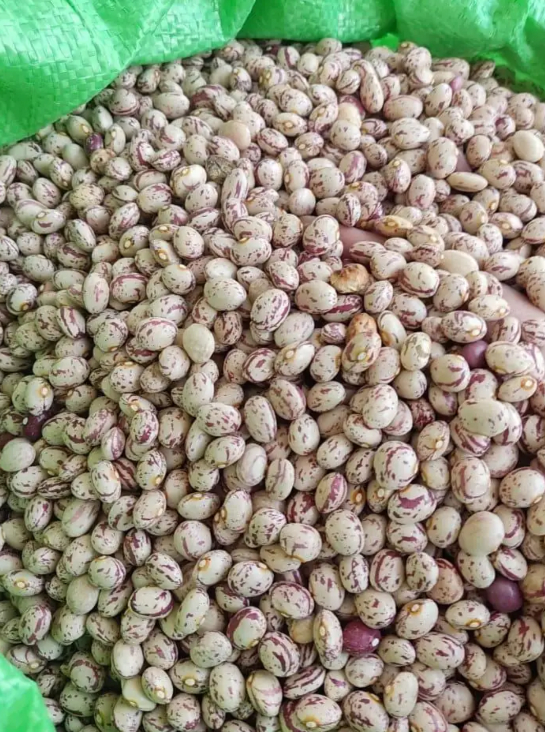 فروش لوبیا چیتی