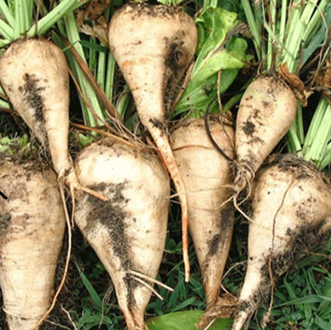 فروش چغندر قند