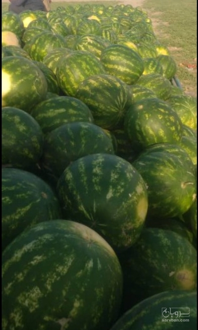 فروش هندوانه گردخطی