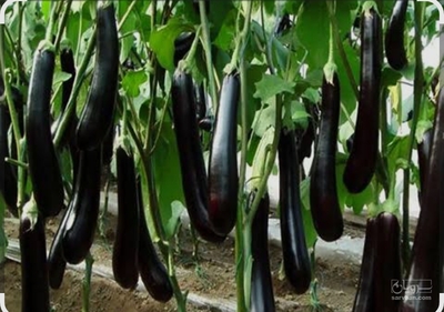 فروش بادمجان قلمی