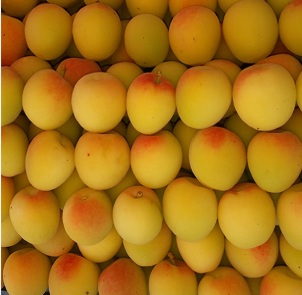 فروش زردآلو