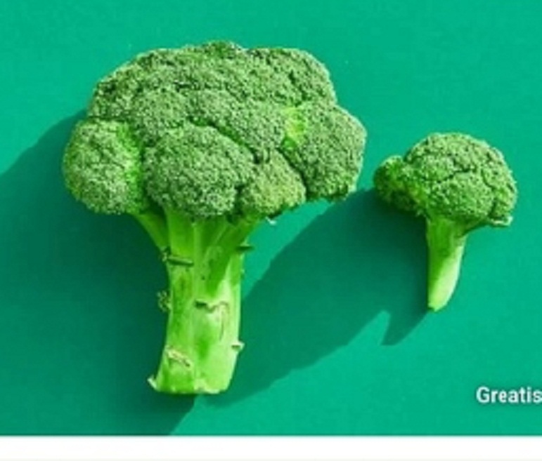 فروش کلم بروکلی