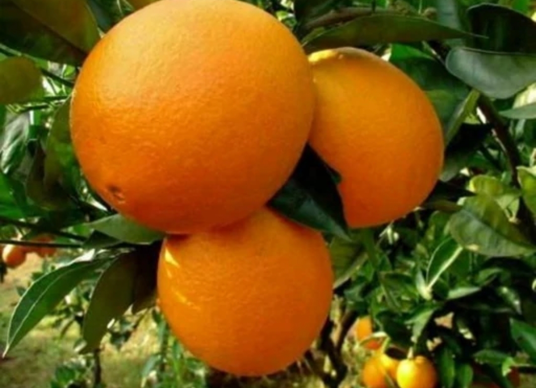 فروش پرتقال