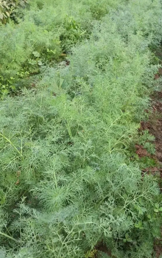 فروش سبزی خورشتی