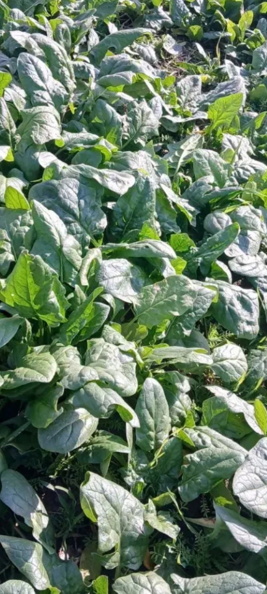 فروش اسفناج