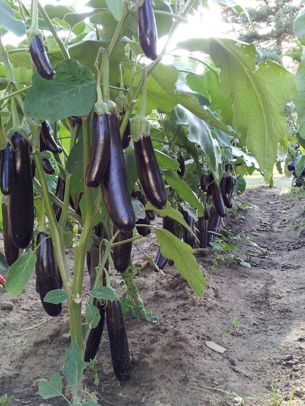 فروش بادمجان قلمی