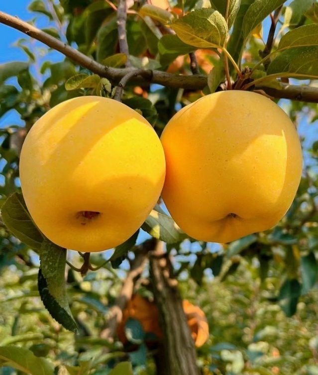 فروش سیب زرد