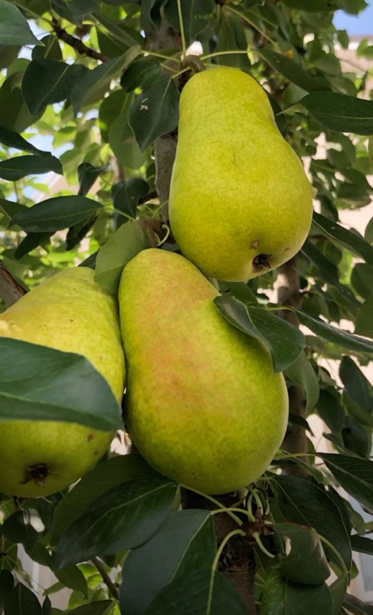 فروش گلابی اسپادانا دیررس