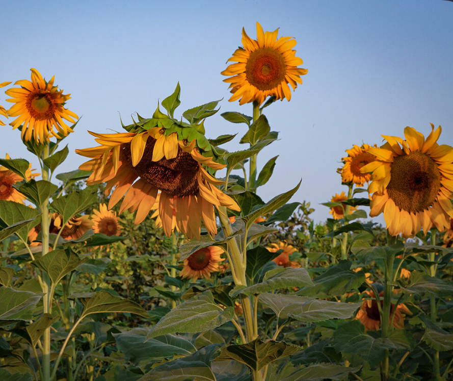 فروش تخمه آفتابگردان
