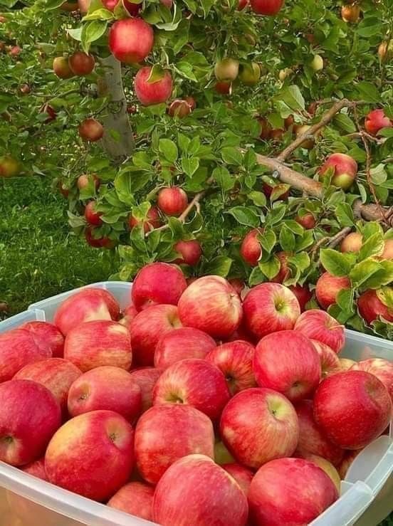 فروش سیب قرمز