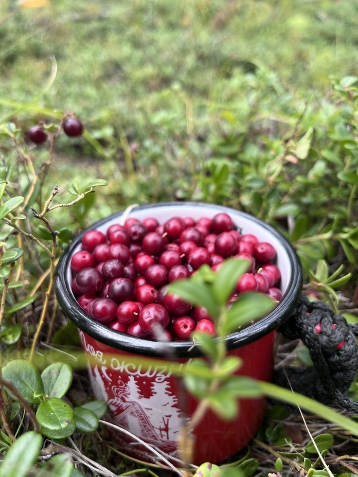 فروش آلبالو فرنگی