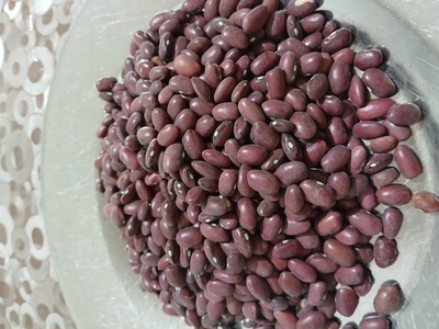 فروش لوبیا قرمز