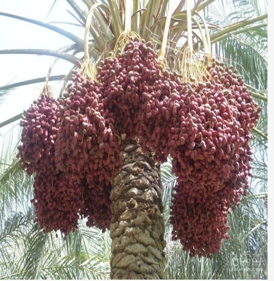 فروش خرماکلوته