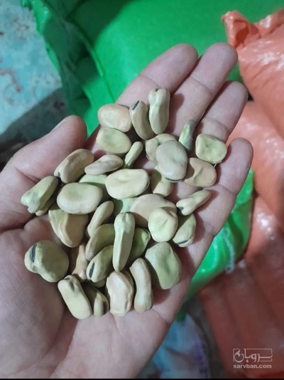 فروش باقلا خشک