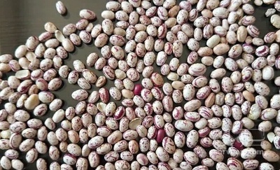 فروش لوبیا چیتی