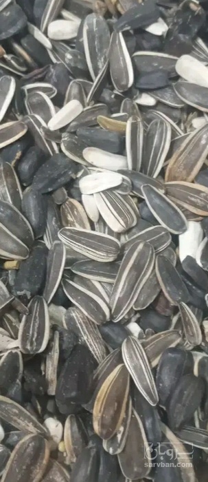 فروش تخمه آفتابگردان بود داده