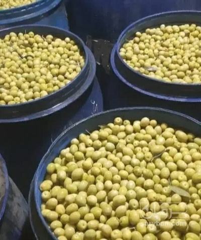 فروش زیتون با هسته