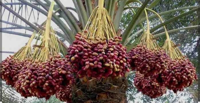 فروش خرماکلوته