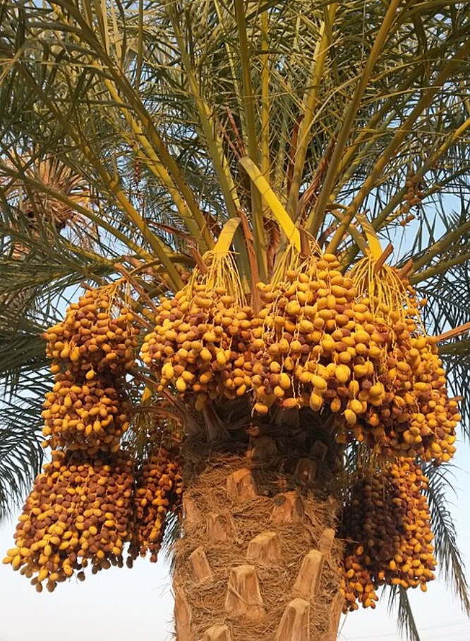 فروش خرماکلوته