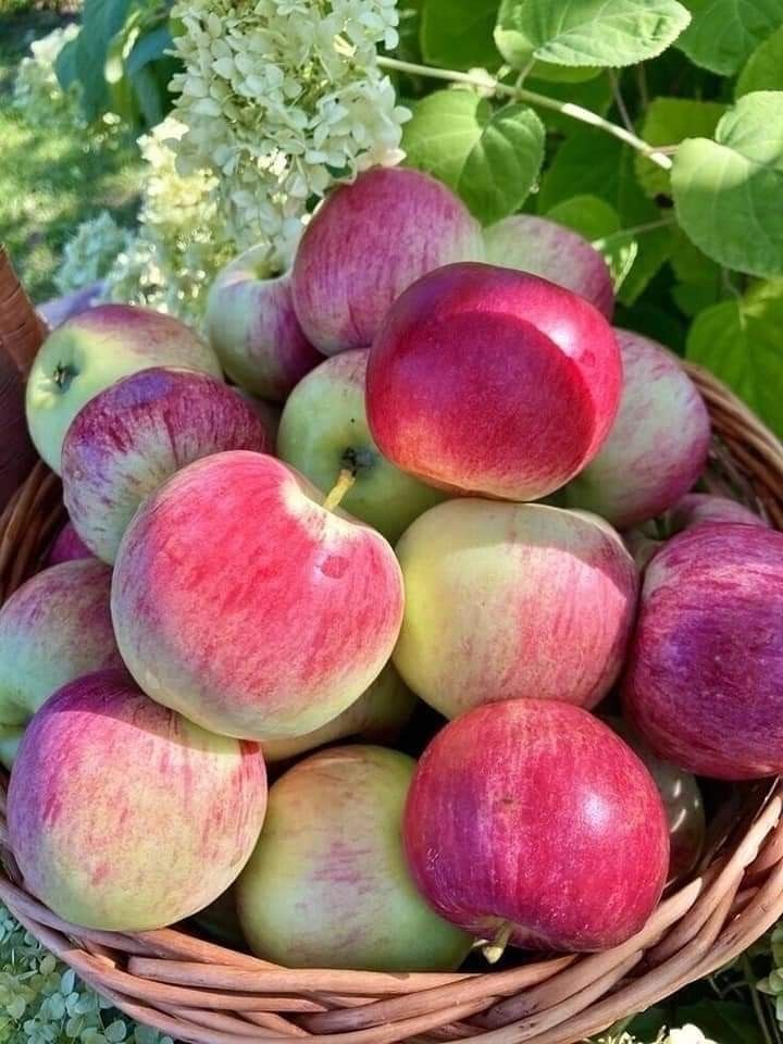 فروش سیب گلاب