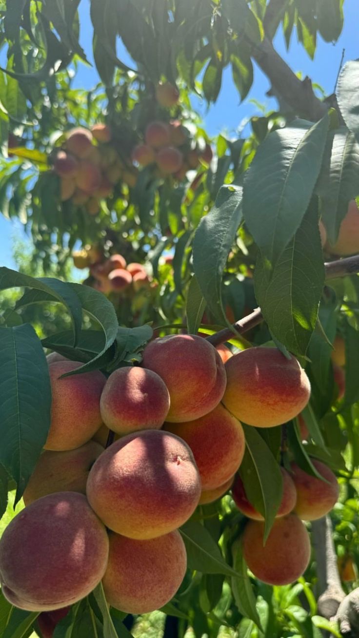 فروش هلوپیشرفت