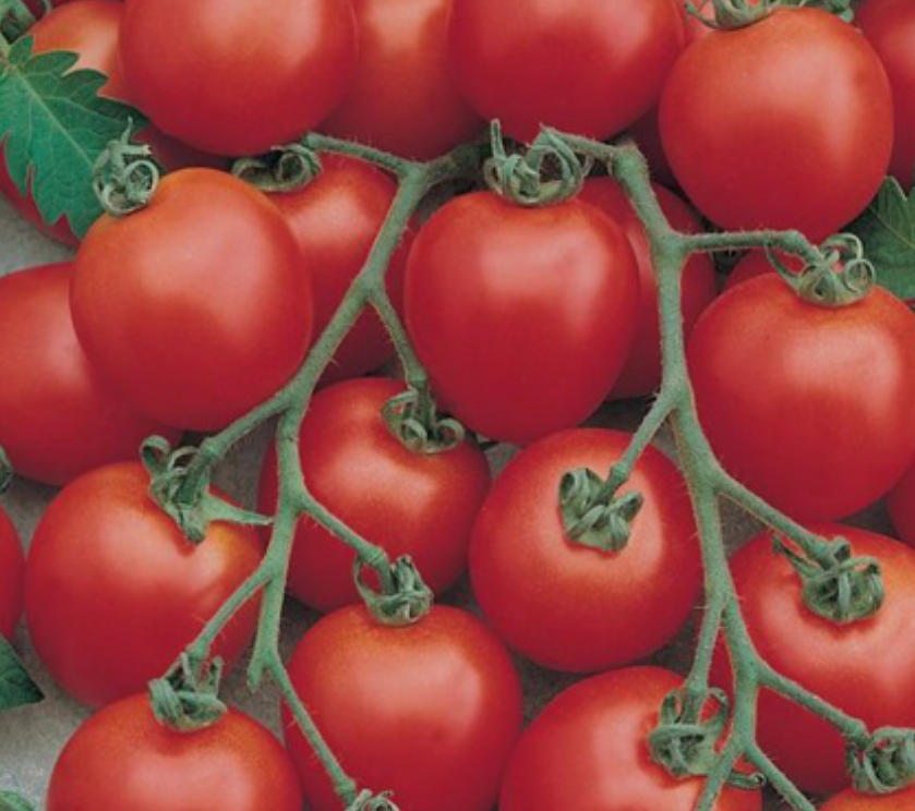 فروش گوجه فرنگی