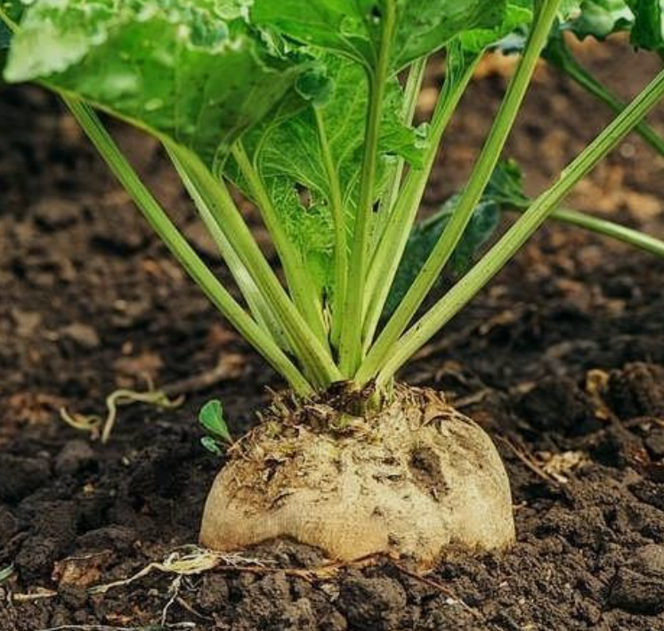 فروش چغندر قند